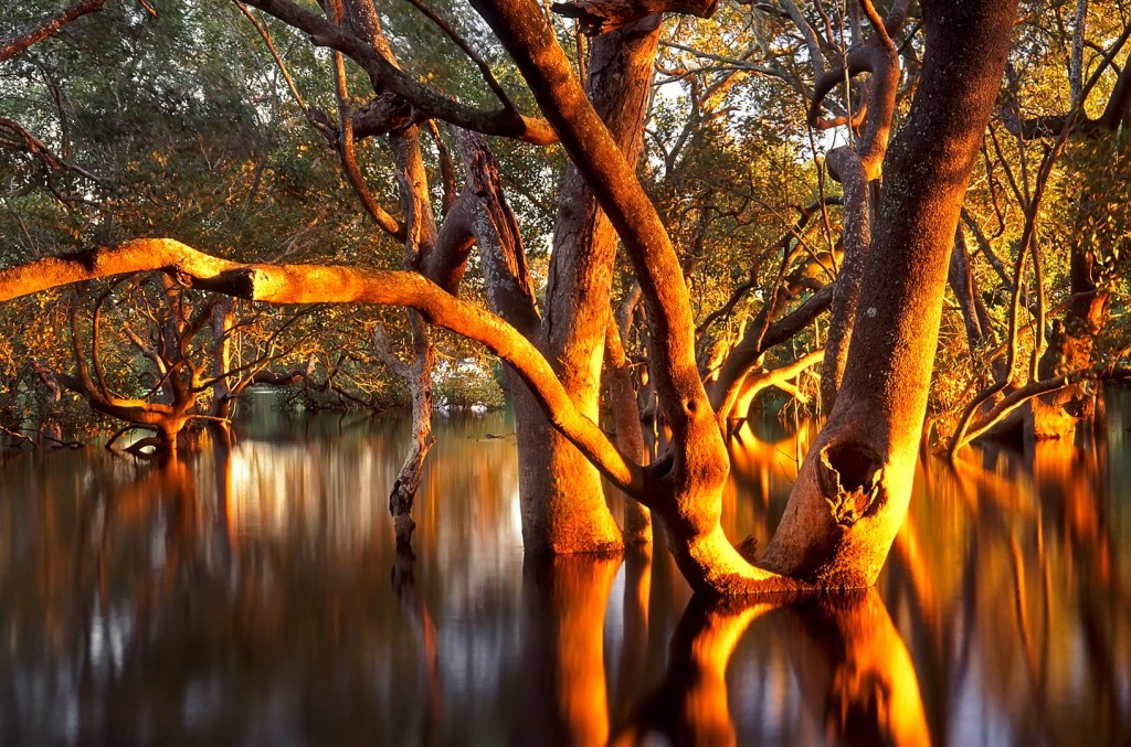 Grey Mangroves (Avicennia marina) at dawn, Lota, Brisbane.