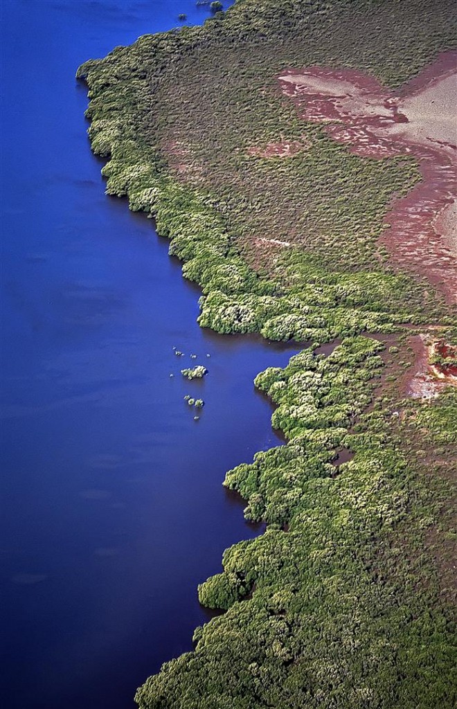 Australia is surrounded by approximately 11,000 km of mangrove-lined coast — around 18% of the coastline, and nearly half of this is found in Queensland. There are about 13,500 ha of mangroves on the edges of the Moreton Bay. Most are found near river mouths and in other areas protected from waves.