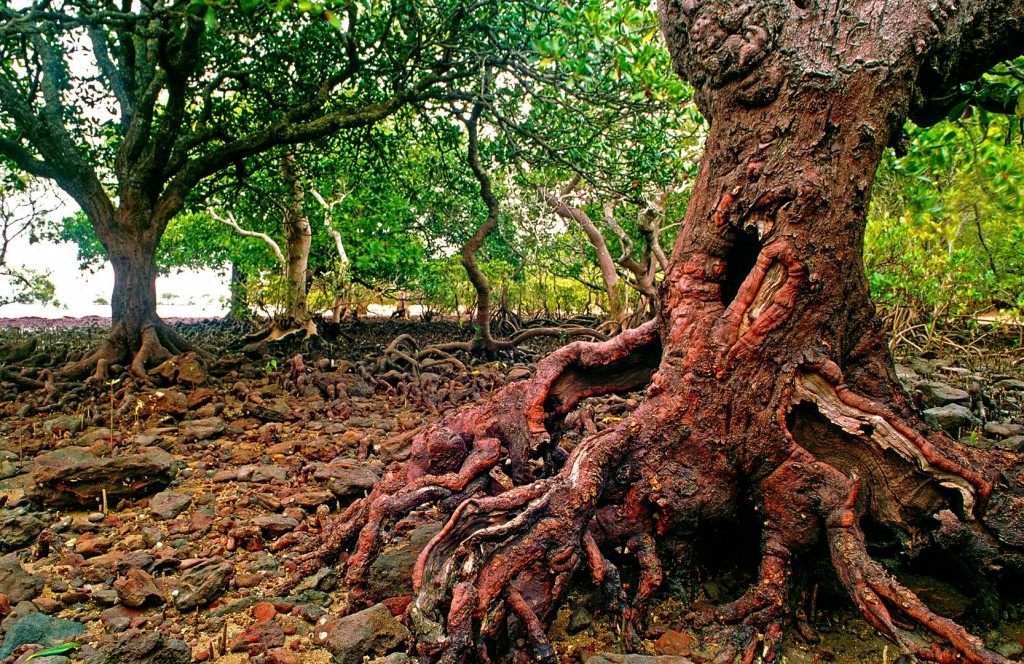 The word mangrove refers to a range of plants growing in the intertidal zone. This is an orange mangrove (Bruguiera gymnorrhiza), Coochiemudlo Island.