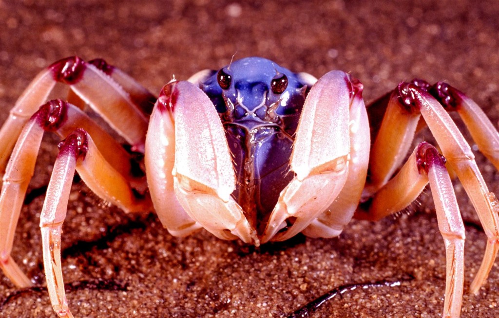 A Soldier Crab displays its maroon knees.