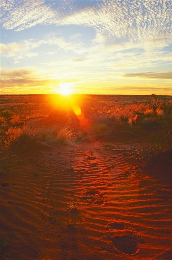 Thorny Devil tracks, with boot tracks of photographer seeking reptile.