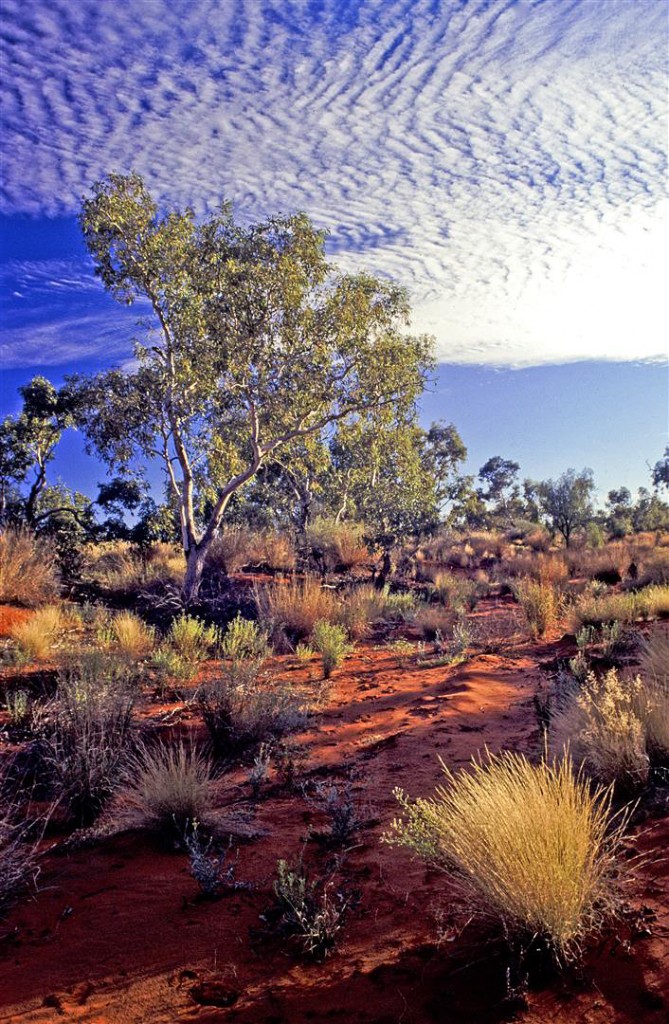 Dry creek bed, Simpson Desert.