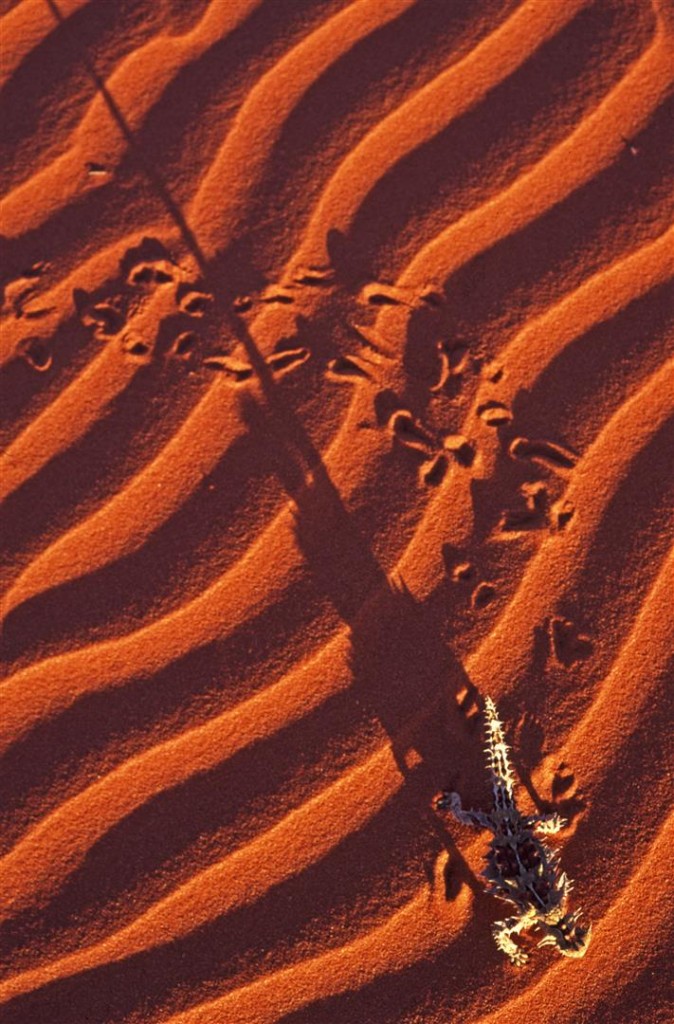 Thorny Devil (Moloch horridus)