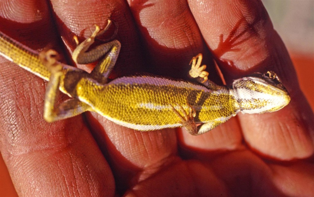 Canegrass dragon, Diporophora winneckei. 