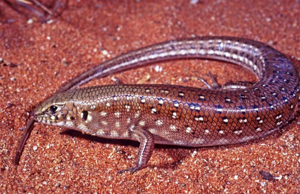 Ctenotus pantherinus