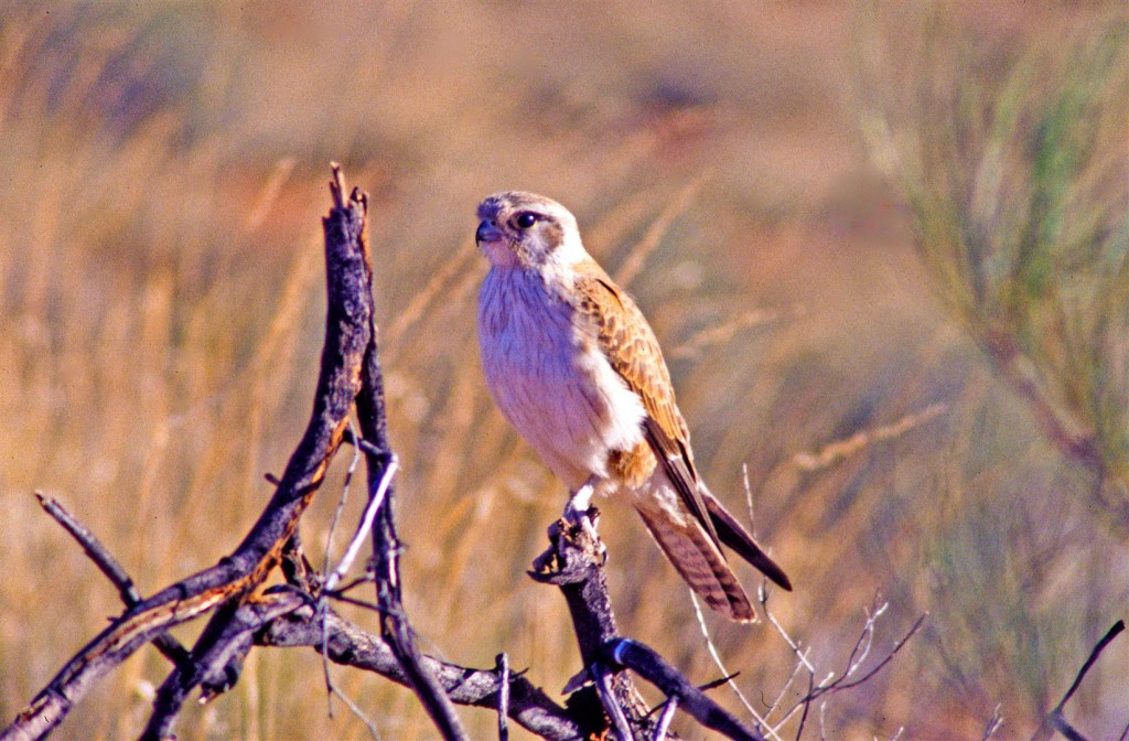 Brown falcon.