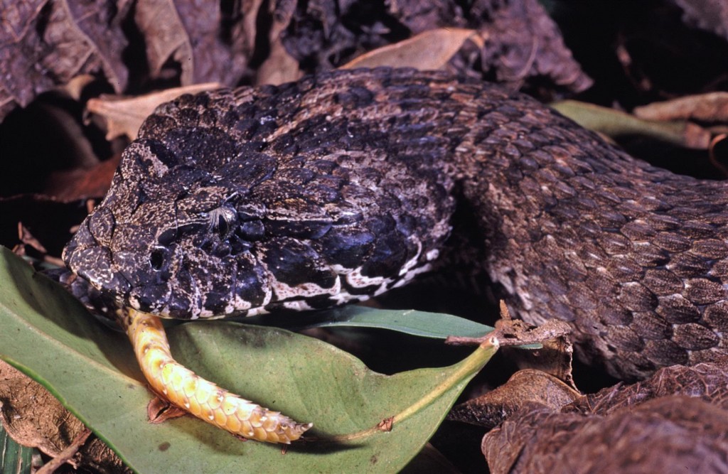 Death adder, captive specimen.