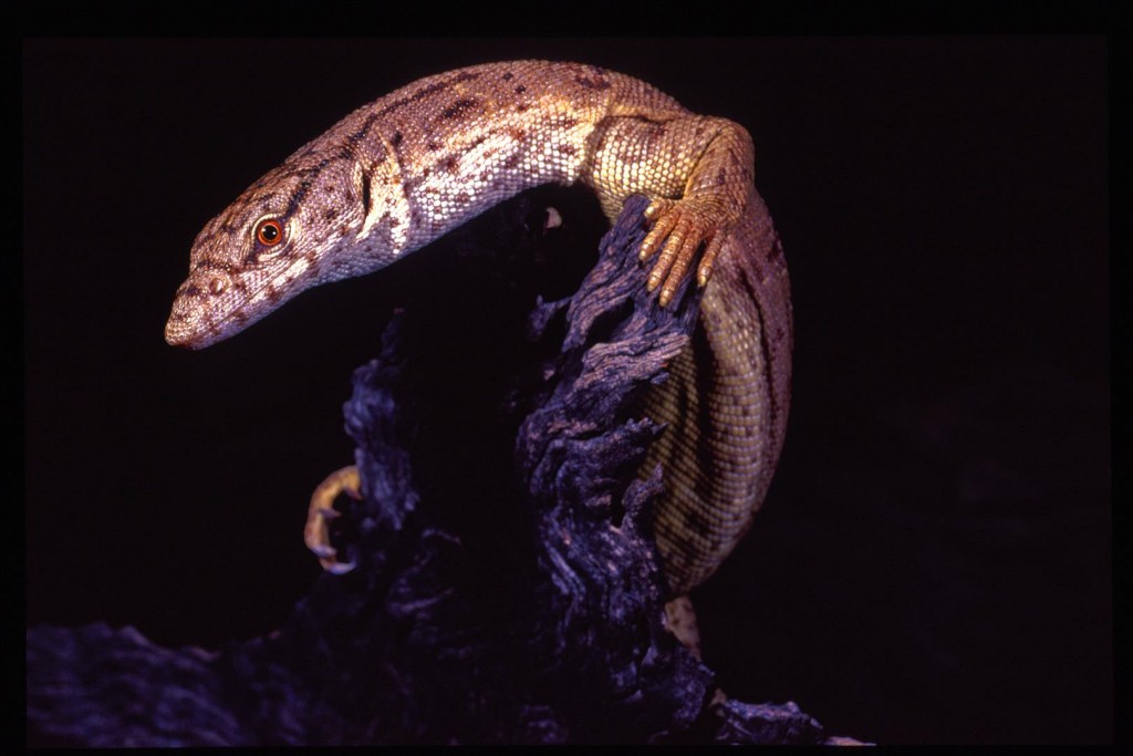 Varanus gilleni, a small species of goanna found wandering about the creek bed at night.