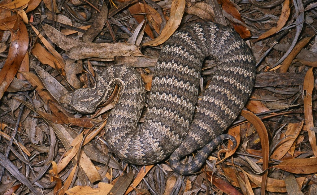 A strikingly patterned Common Death Adder. Photo by Steve K Wilson.