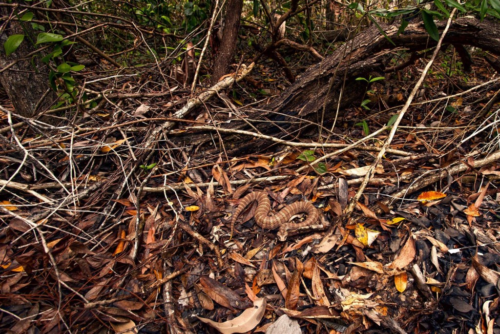 northern death adder, kuranda, north queensland HDR (Large)