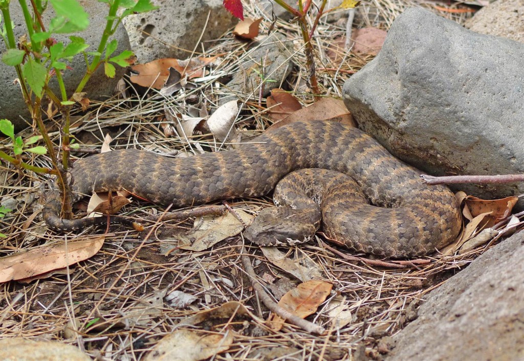 Death Adder photographed in the Mount Moffatt section of Carnarvon National Park by QPWS Ranger Brent Tangey.