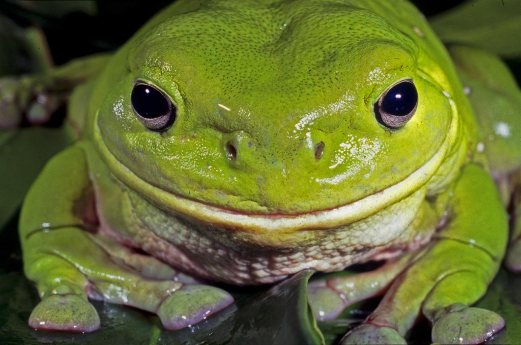 Litoria caerulea, Tingalpa, Brisbane.