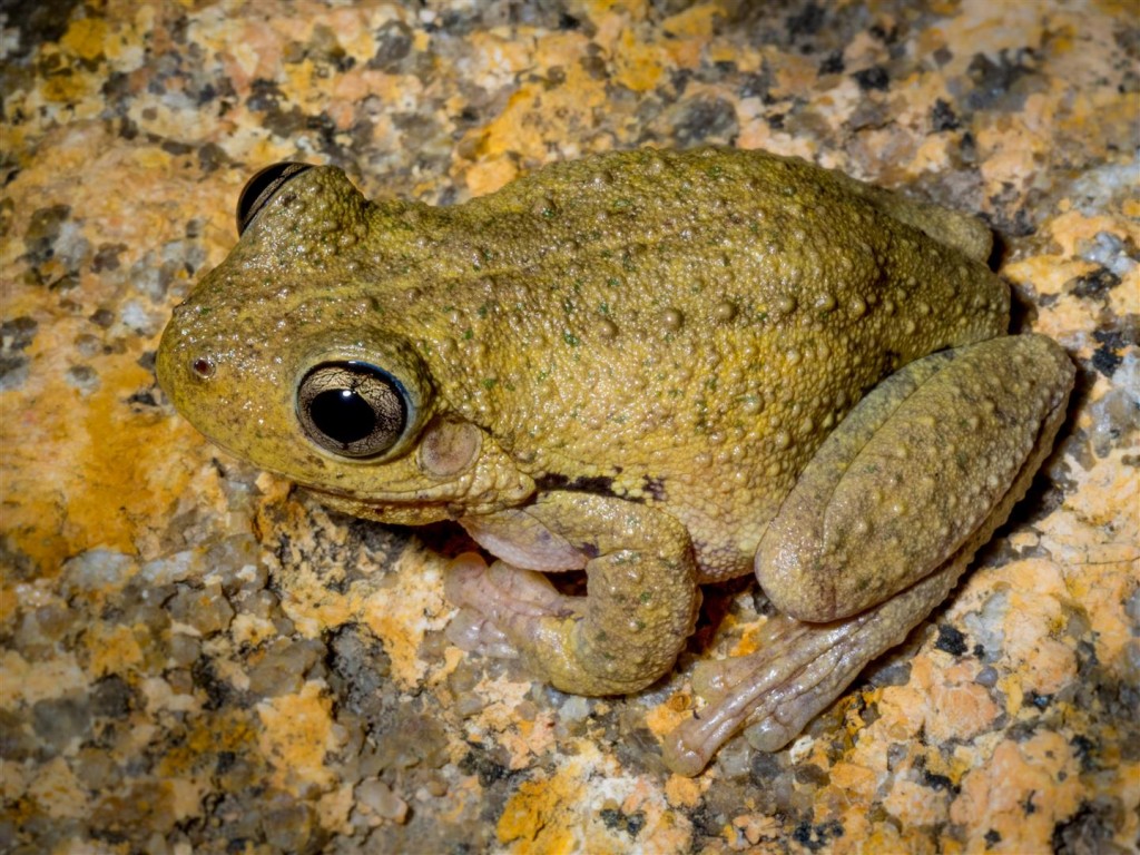 Stanthorpe weekend escape with Allana and Harry. Litoria peronii