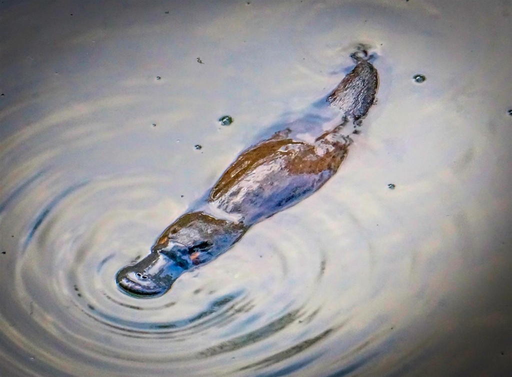 Platypus usually mate from July to September. After conception there is a gestation period of four weeks and then three eggs are laid. The eggs are oval, light brown in colour and smaller than a twenty-cent piece. They are soft and laid in a sticky substance which allows the eggs to stick to the mother's underside for incubation. The mother stays in the burrow, which is lined with leaves and grass, for approximately seven days and after this period only goes out to defecate. During the whole process the female has the tunnel blocked off, keeping predators out and humidity high. Each time the platypus exits the nesting burrow she takes down the wall and rebuilds it. The young are incubated for 10 days and once the eggs hatch they are drawn to a milk secretion area between the mothers front and hind leg enabling the young to ingest milk. The young are fed for three to four months at which time they begin to emerge from the burrow. Photograph by Raelene Neilson.