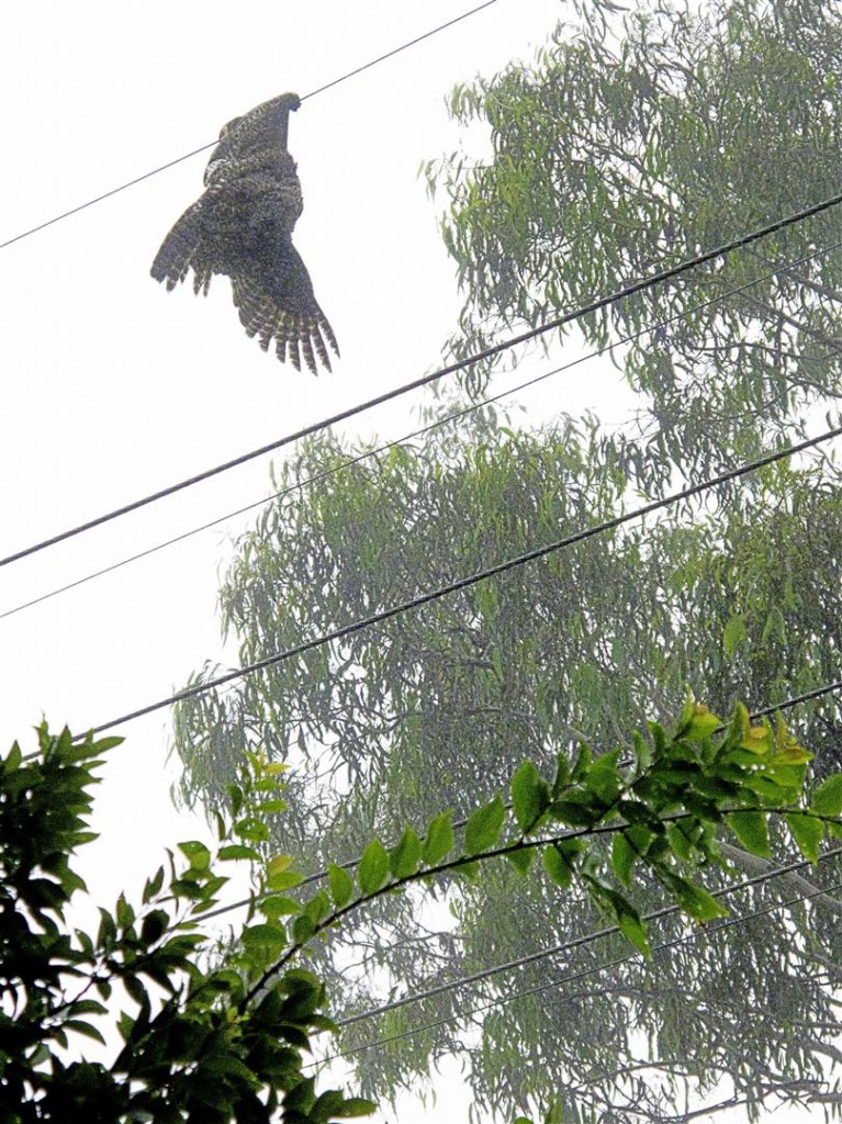  An electrocuted Powerful Owl hangs from wires, Prince Henry Drive, Toowoomba.