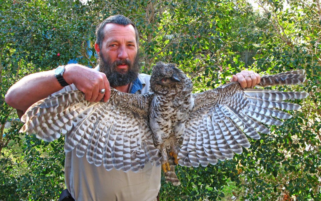  Rod Hobson with a road-killed juvenile Powerful owl, Toowoomba.