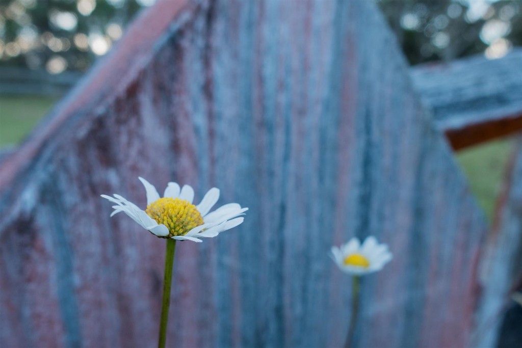 Bellingen Jan 2016-039