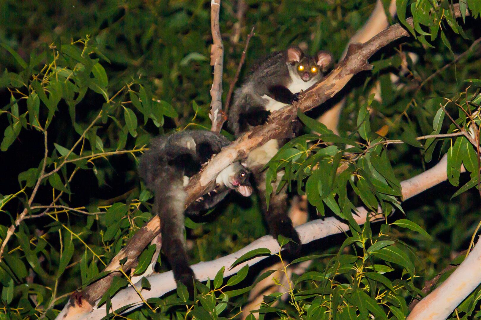 Yellow-bellied Gliders live in family groups comprising up to six ...