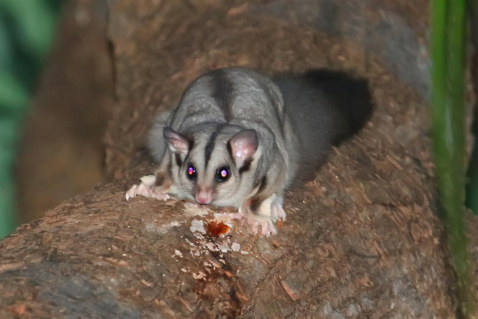 Squirrel Gliders (Petaurus breviceps) are one of three smaller species of gliders found at Carnarvon. Sleeping in family groups in tree hollows, they emerge quietly at night to feed on gum sap, nectar and insects.