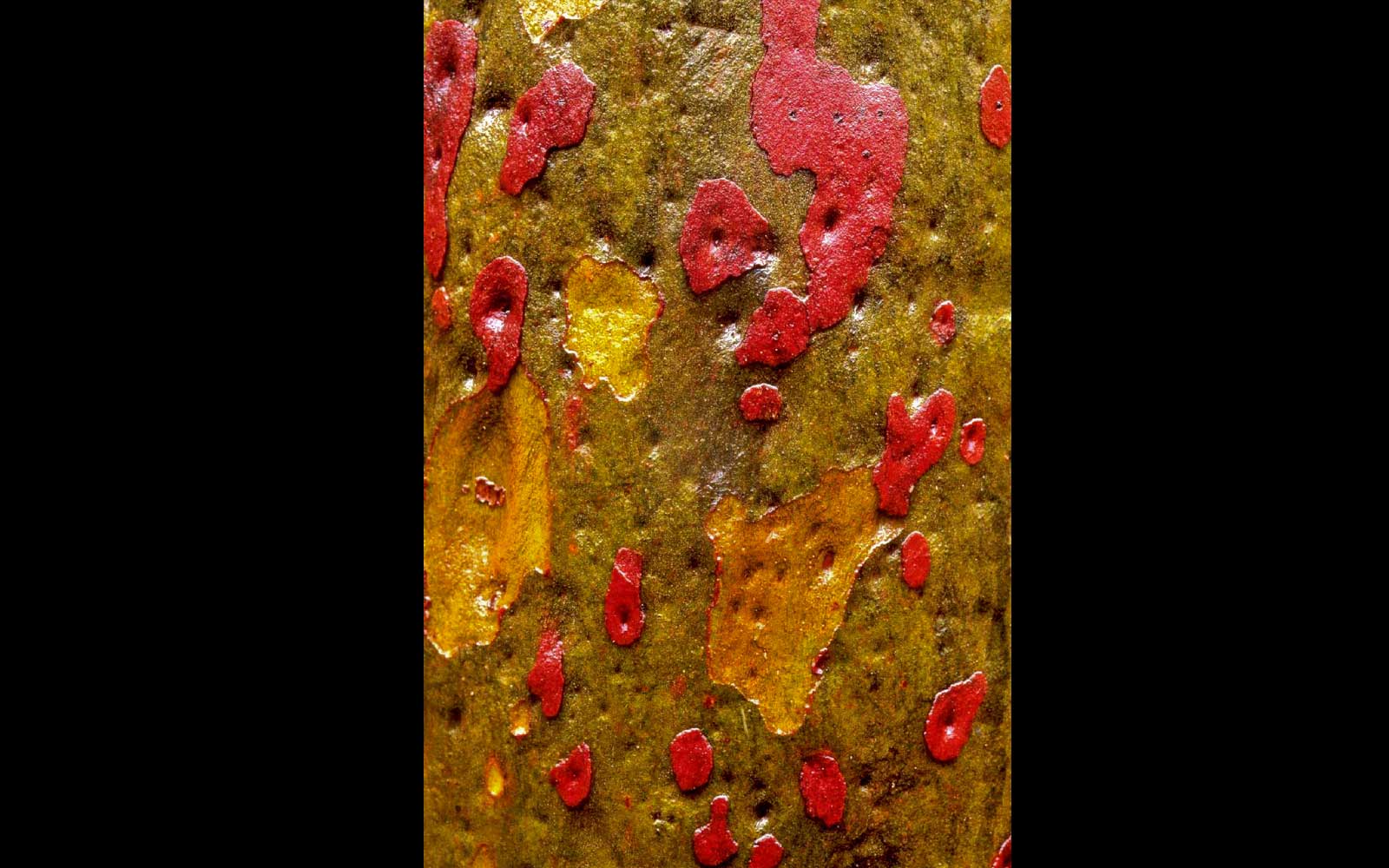 Spotted Gum, Carnarvon Gorge