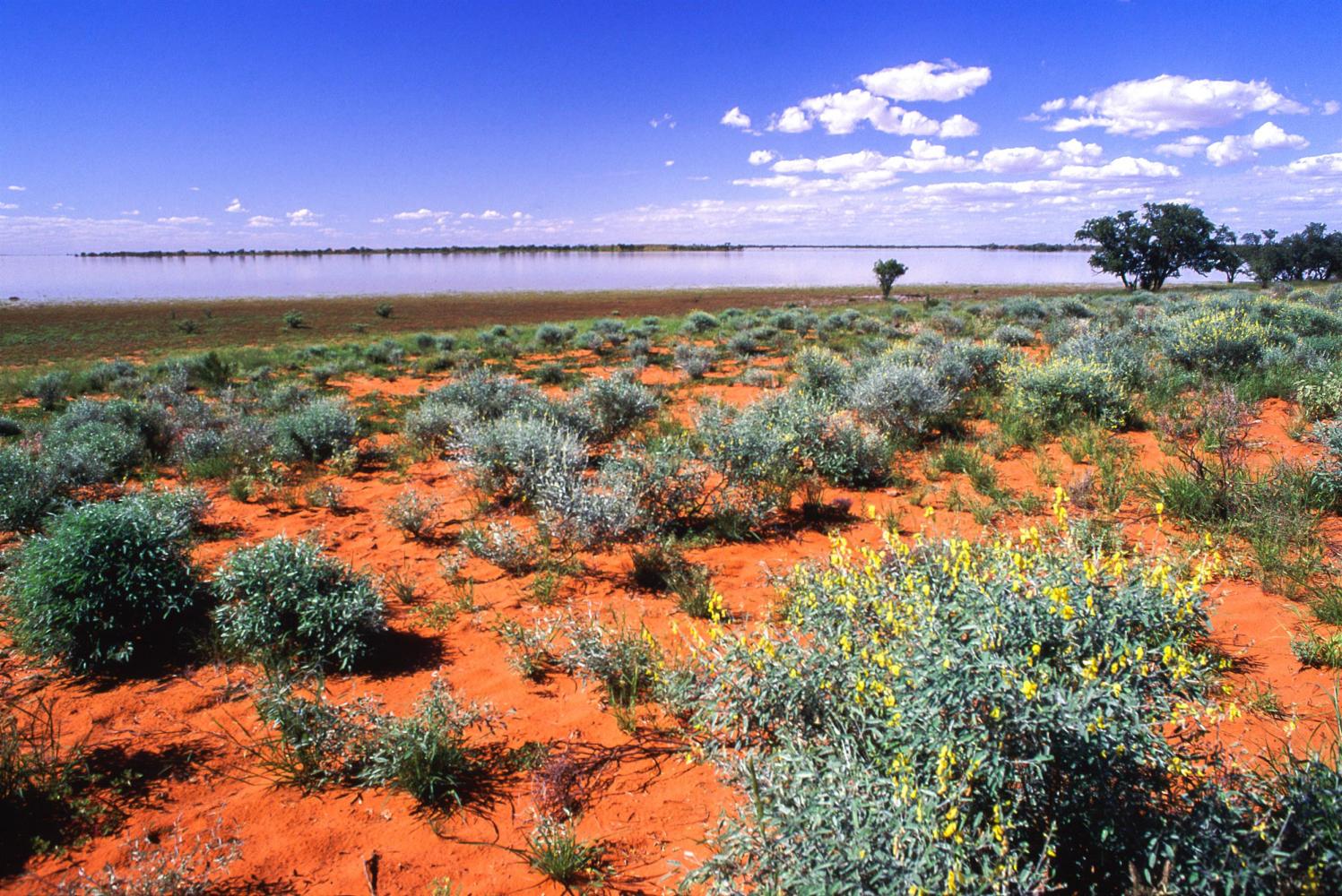 On an isolated red sand dune.
