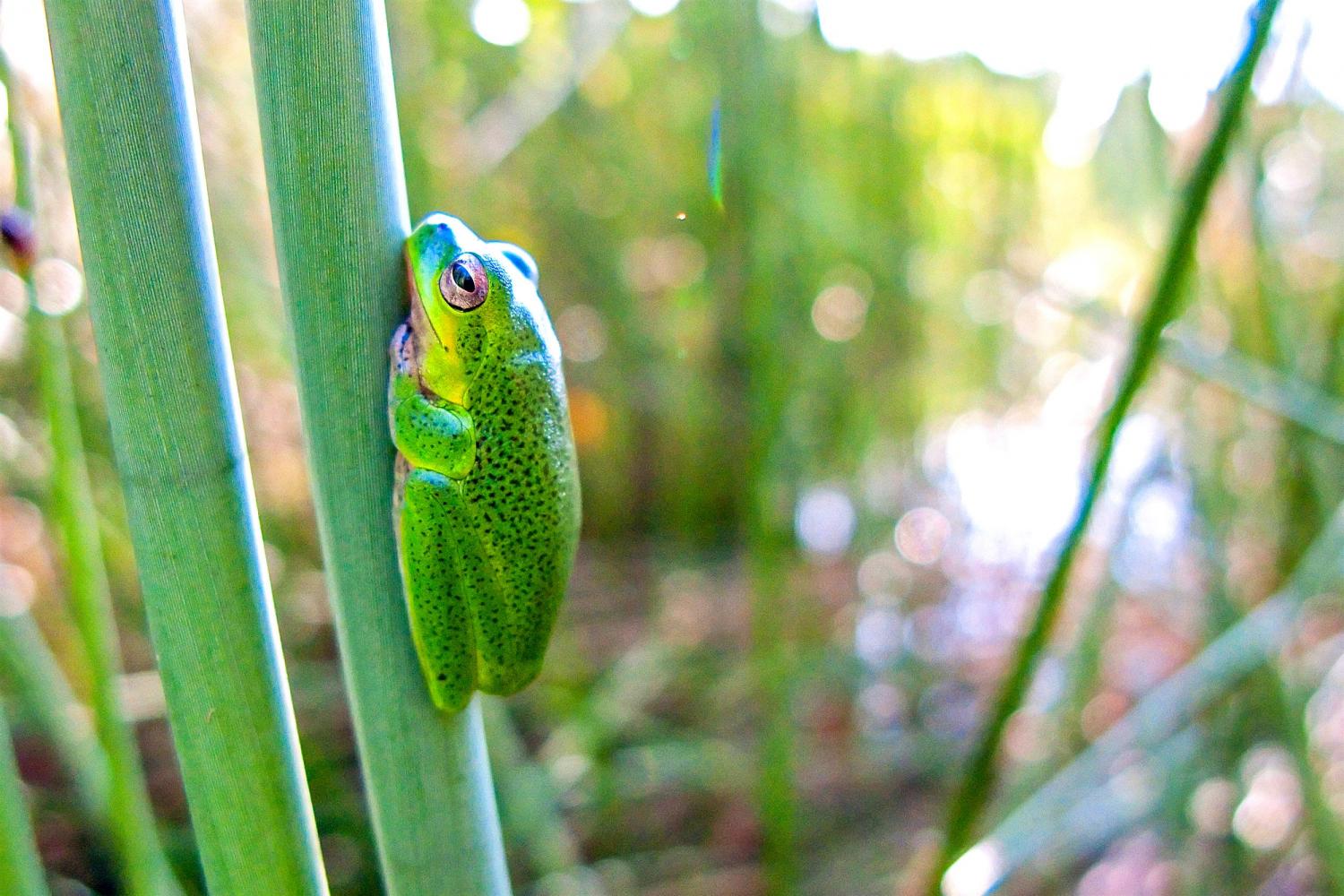 Cooloola Sedgefrog (<i>Litoria cooloolensis</i>). Lake Freshwater.