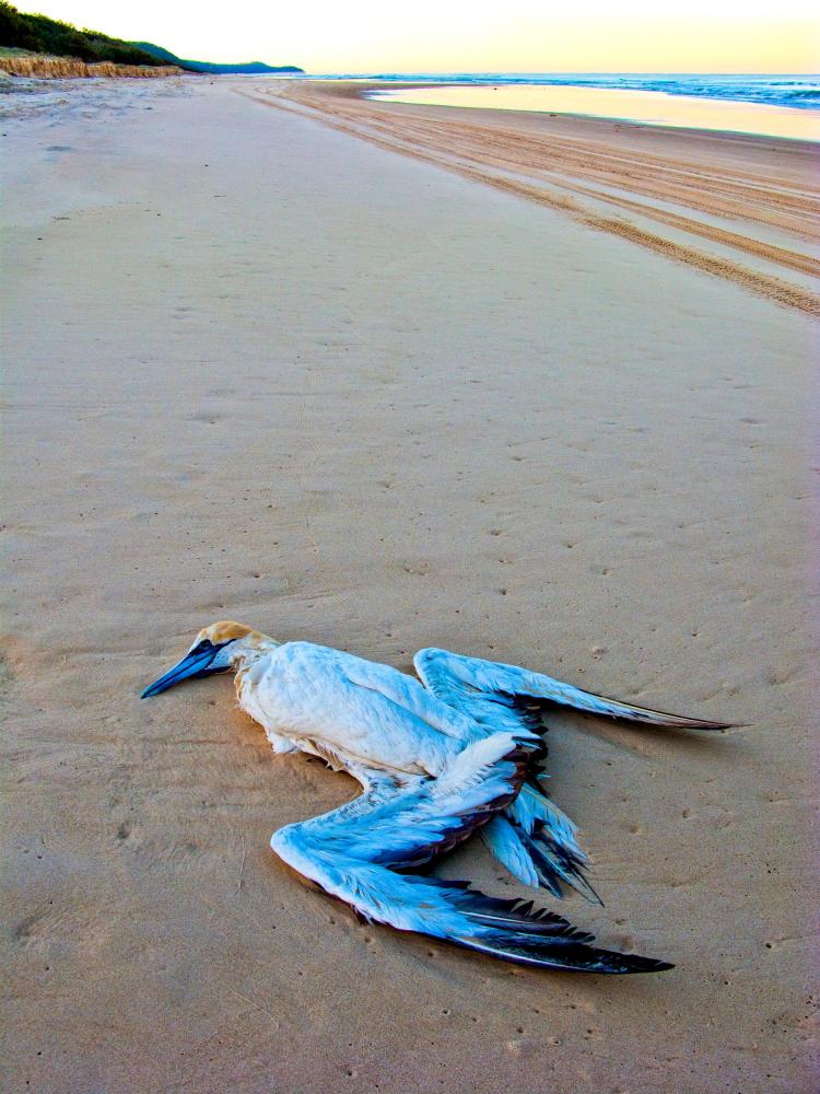 Beach-washed Australasian Gannet (<i>Morus serrator</i>).