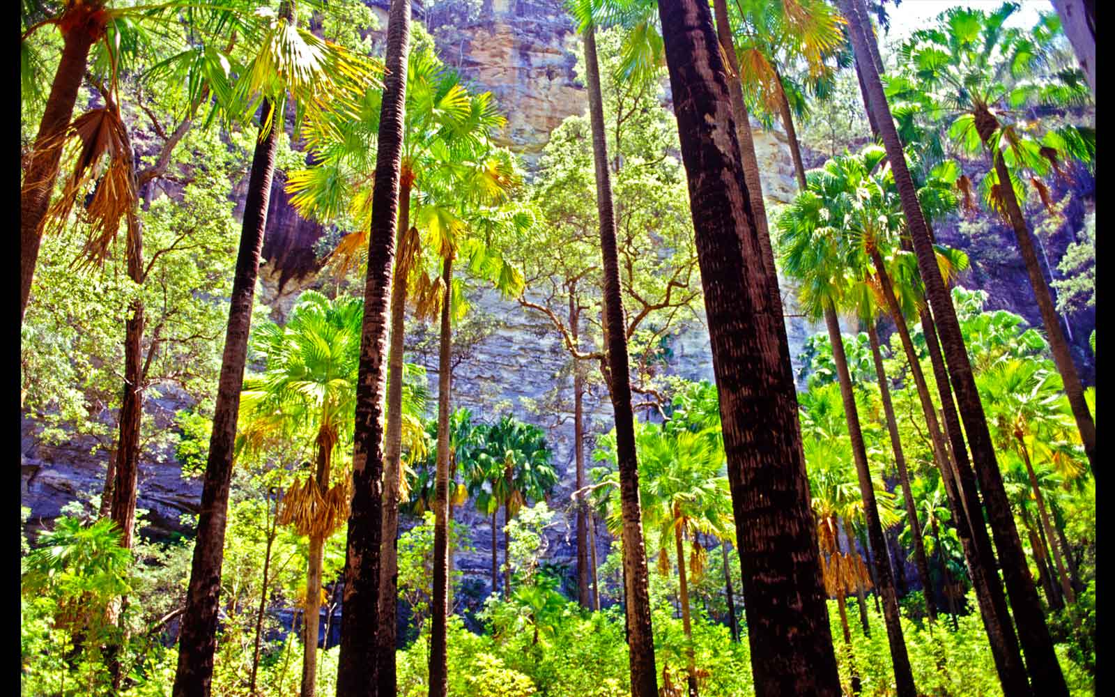Carnarvon Fan Palms (Livistona nitida). Carnarvon Gorge National Park