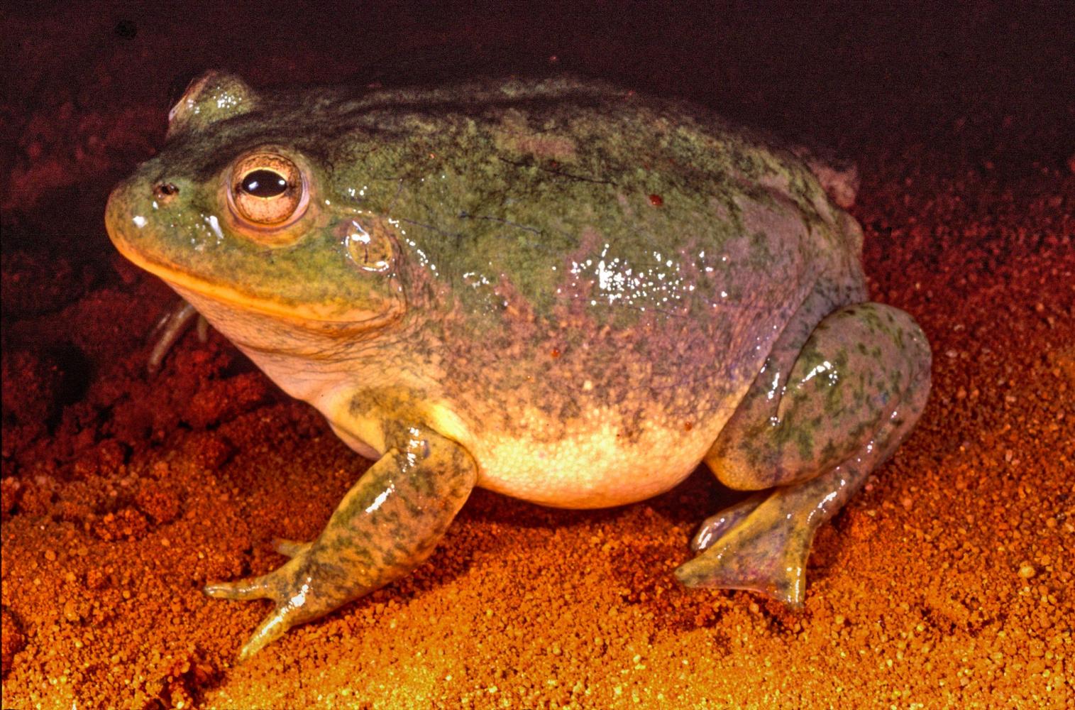 Emerging during periods of rain.