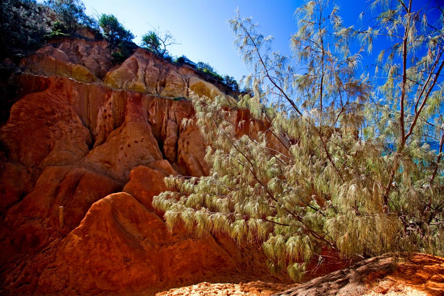 Casuarina and coloured sands. Cooloola National Park.