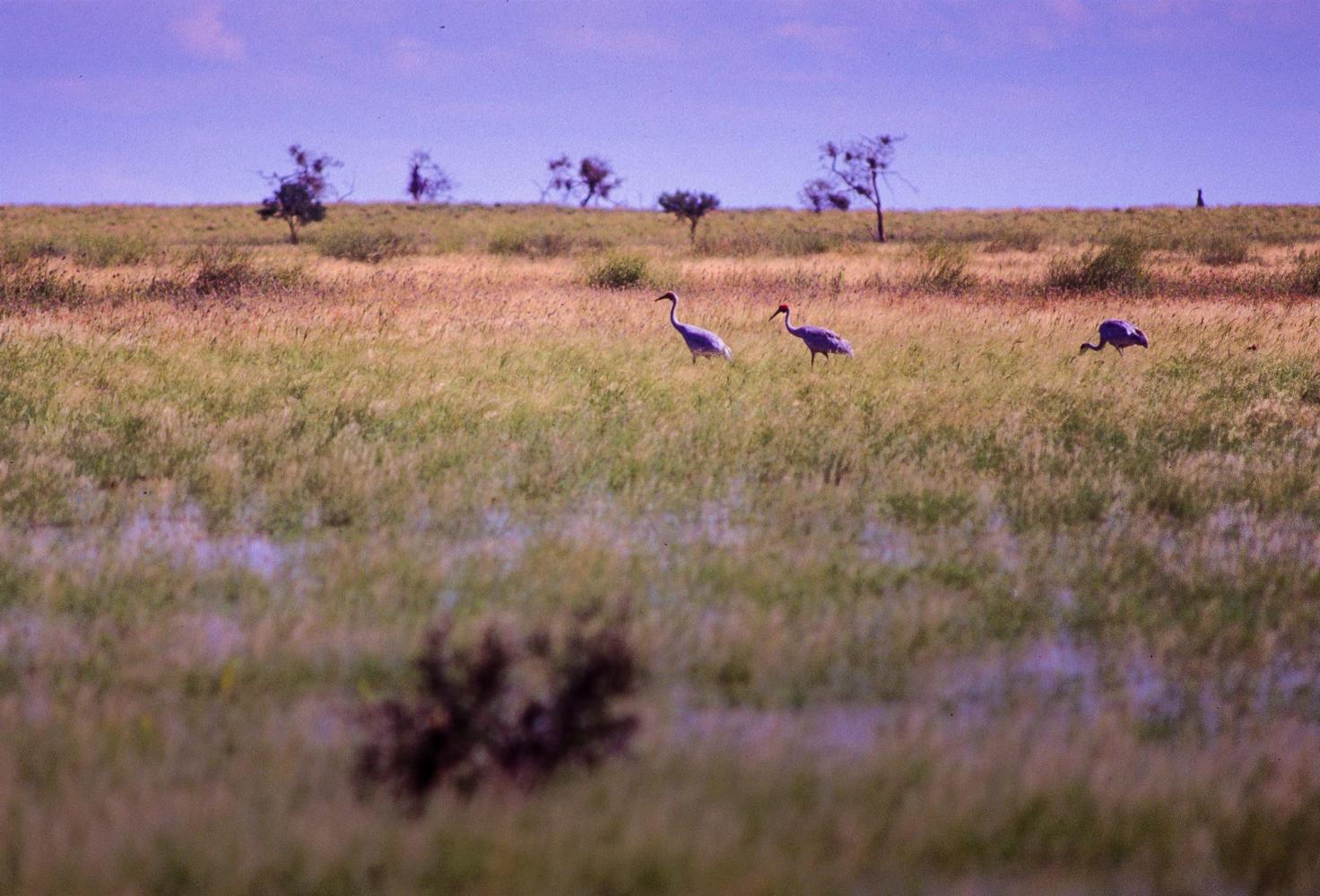 Brolga patrol the edge of town.