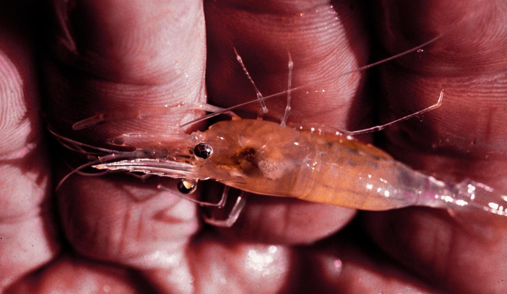 <i>Macrobrachium</i> shrimp.