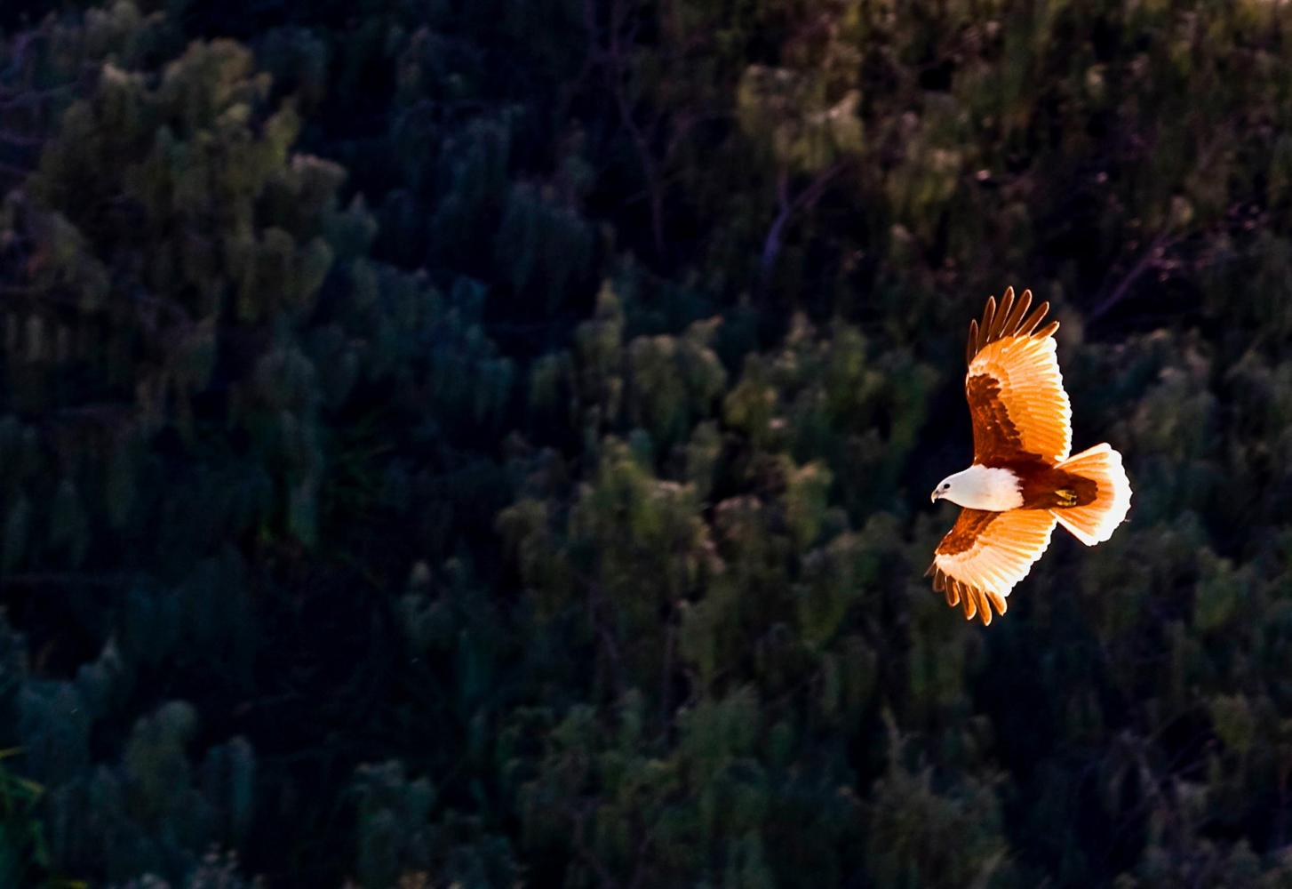 Brahminy Kite (<i>Haliastur indus</i>).