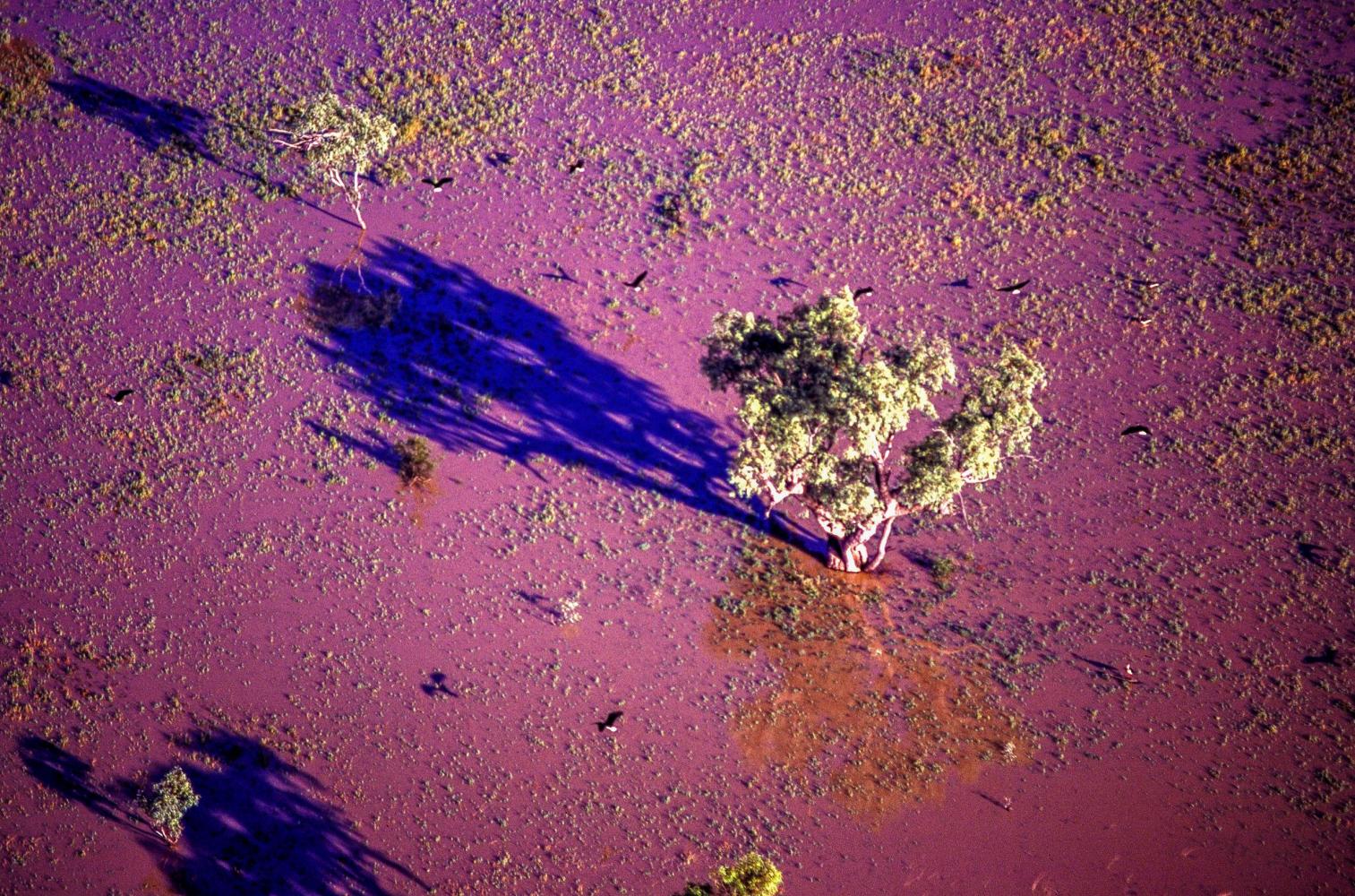 Moving flocks of birds are seen from the air.