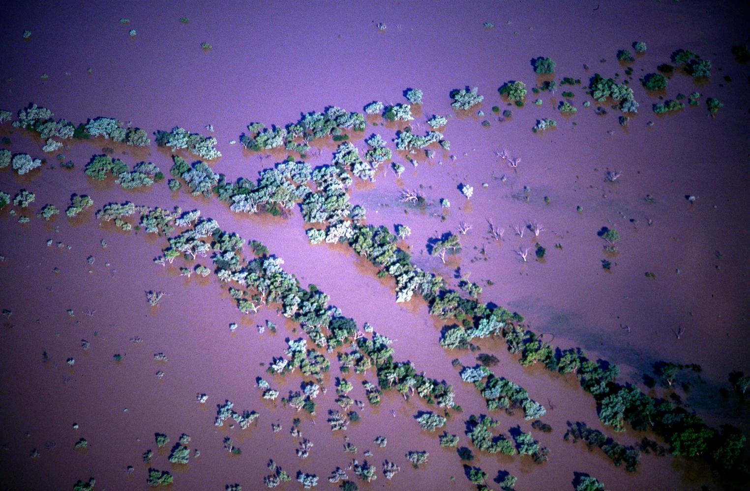 River Red Gums (<i>Eucalyptus camaldulensis</i>) and Coolibah (<i>Eucalyptus microtheca</i>) mark the original edge of the river.