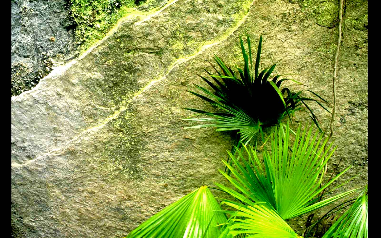 Precipice sandstone and Carnarvon Fan Palm
