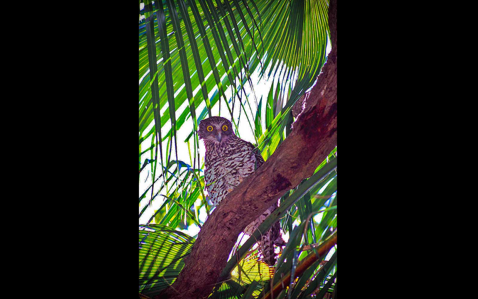 Powerful Owl (Ninox strenua). Carnarvon Gorge National Park