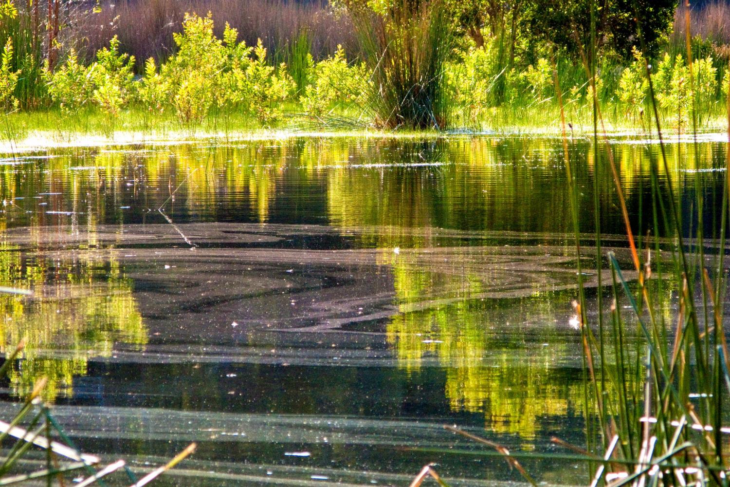 Lake Freshwater, Cooloola National Park.