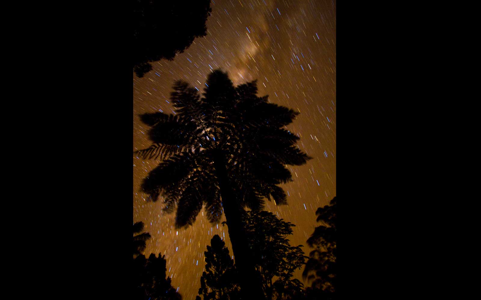 Tree Fern (Cyathea australis). Springbrook National Park