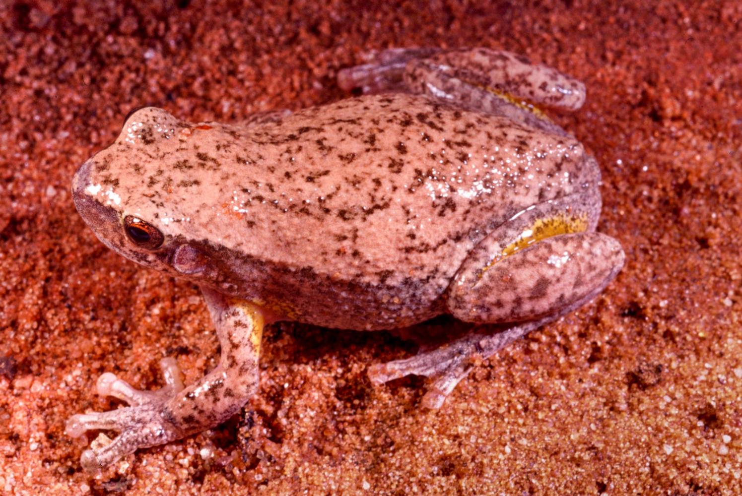 Desert Treefrog (<i>Litoria rubella</i>).