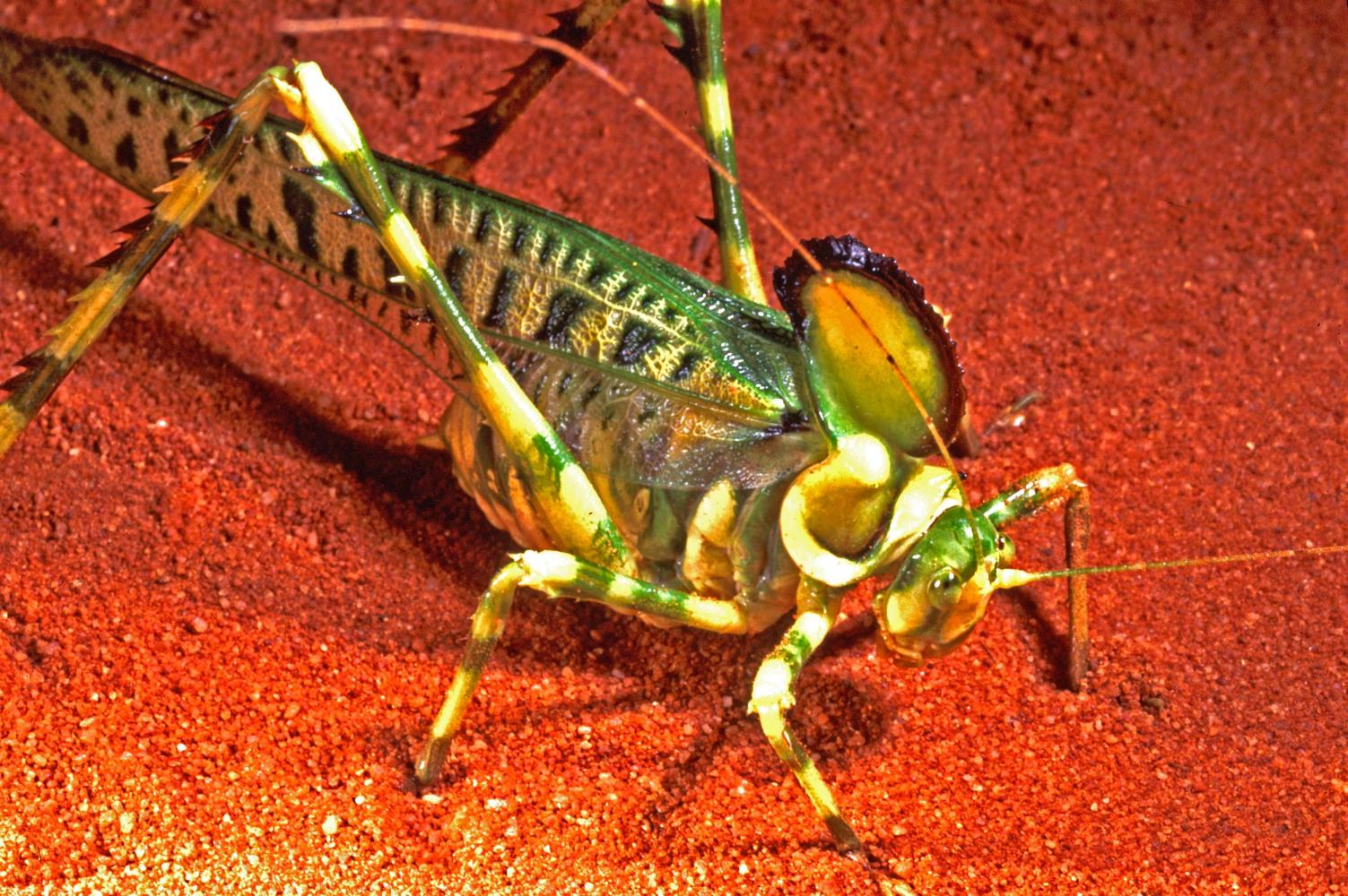 ... and even a Crested Katydid (<i>Alectyro superba</i>).