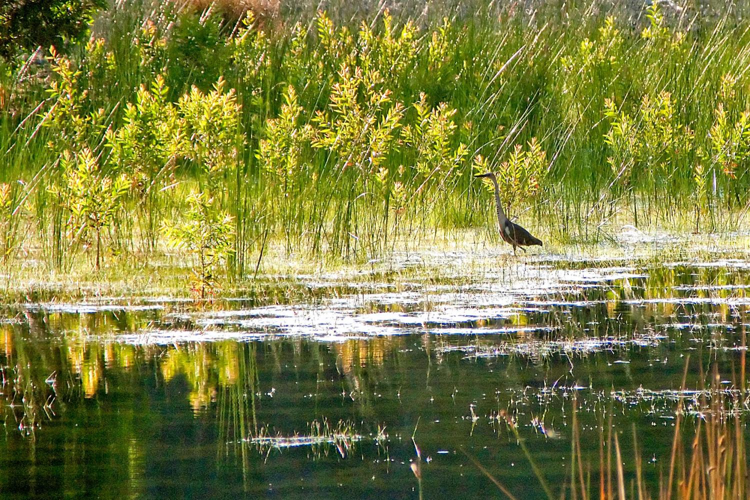 Cooloola is a refuge for plants and animals whose habitats have dwindled with coastal development.