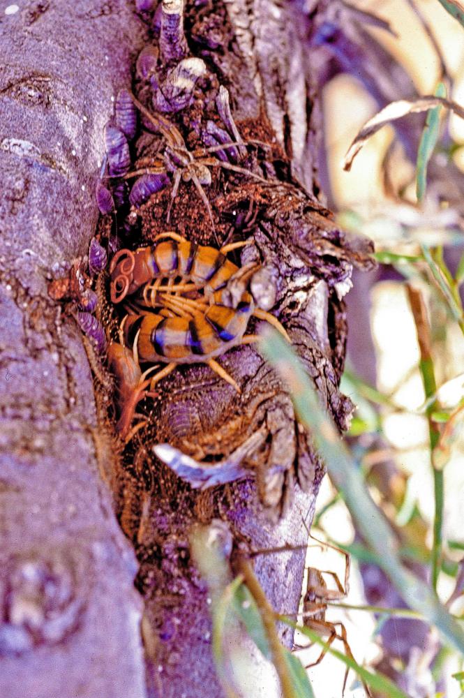 A close look at trees reveals a large array of invertebrates and other critters huddled together.