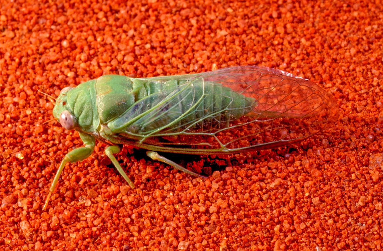 Including interesting cicadas ...
