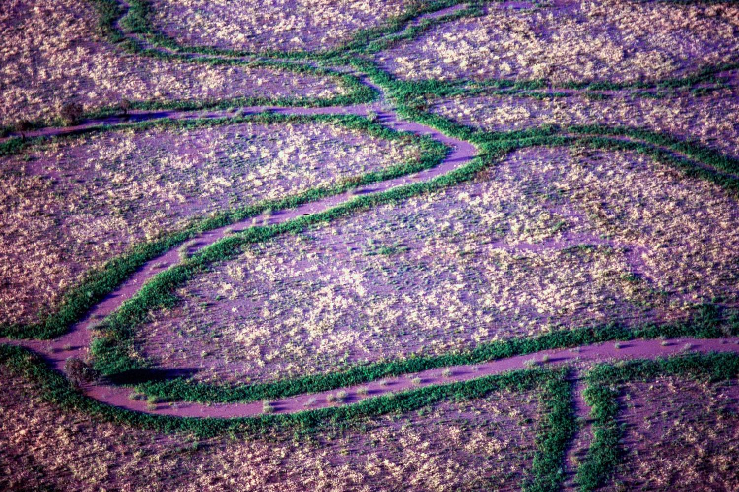 Water flows into lignum-lined channels, bringing silt to the surrounding beef-cattle floodplains.