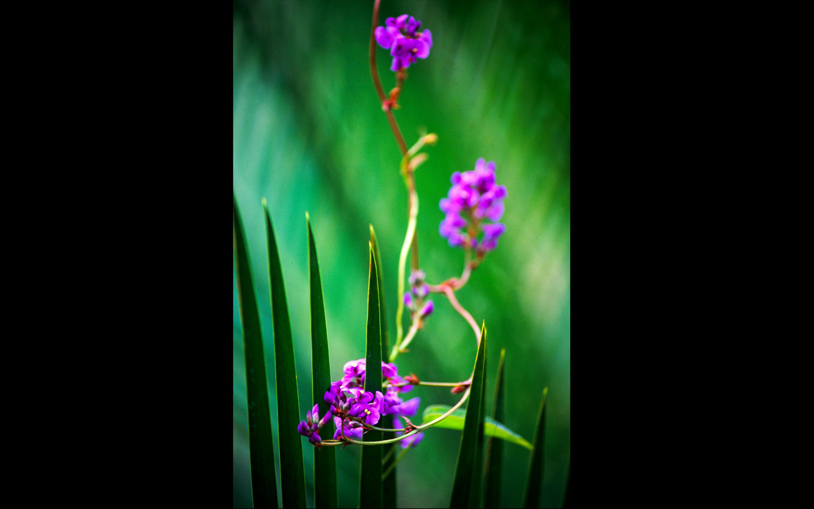 Native Sarsparilla (Hardenbergia violacea) and cycad, Mount Moffatt National Park