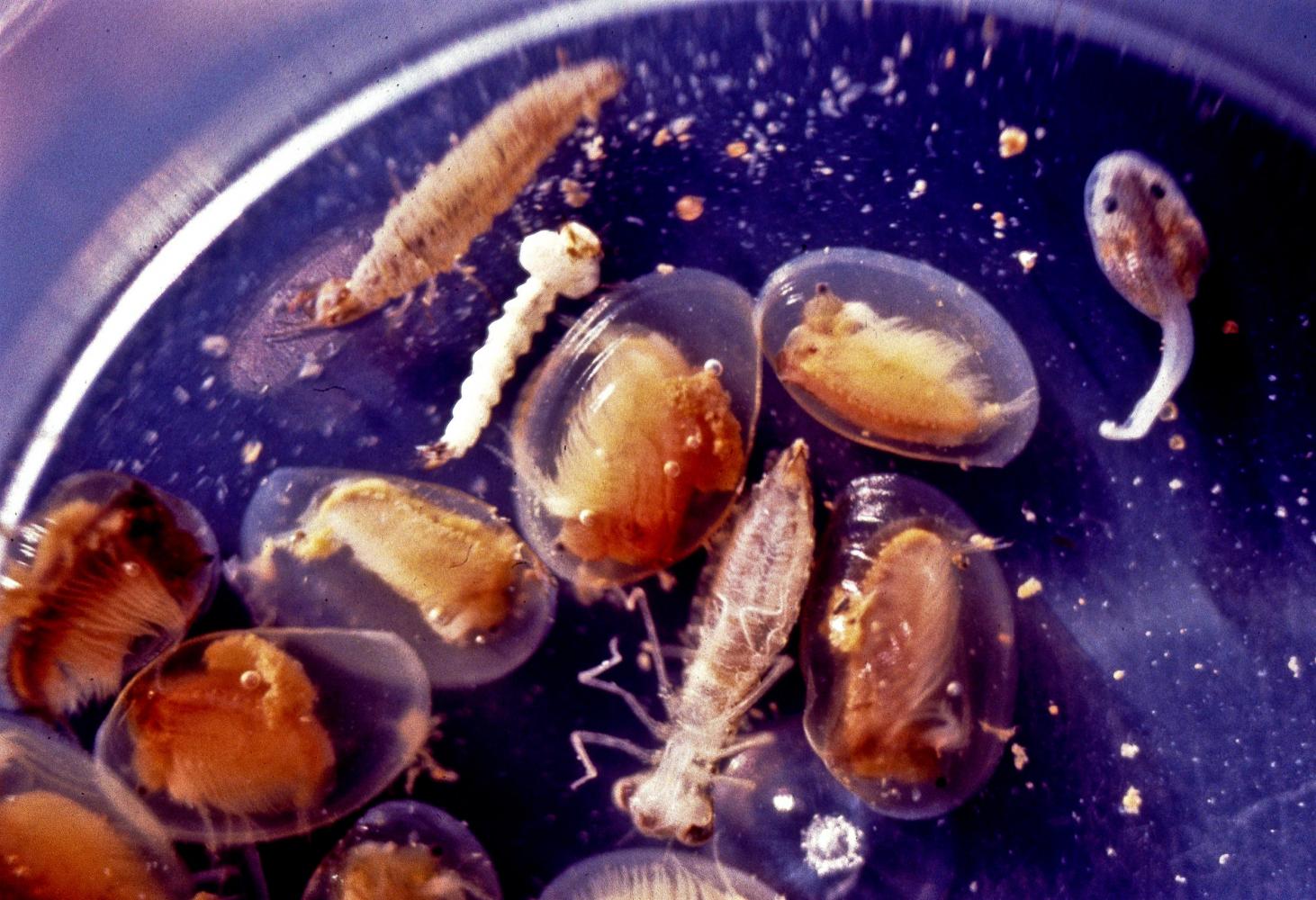 Shrimp and other invertebrates explode in humber, providing food for other species.