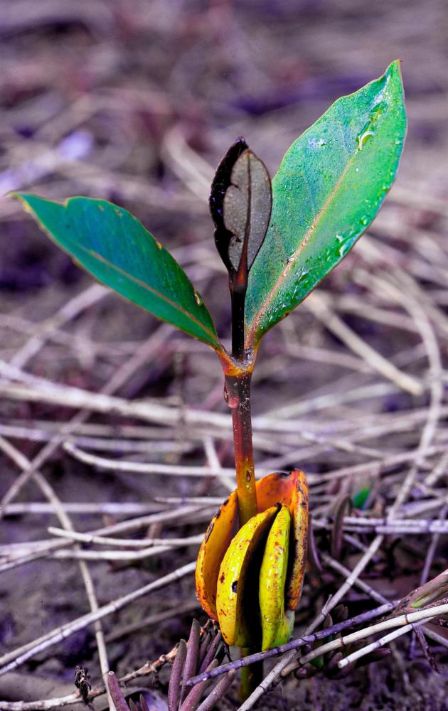 A grey mangrove seedling. Nearly 70 per cent of the prawns, crabs and fish we eat depend on the mangrove habitat for at least part of their lifecycle.