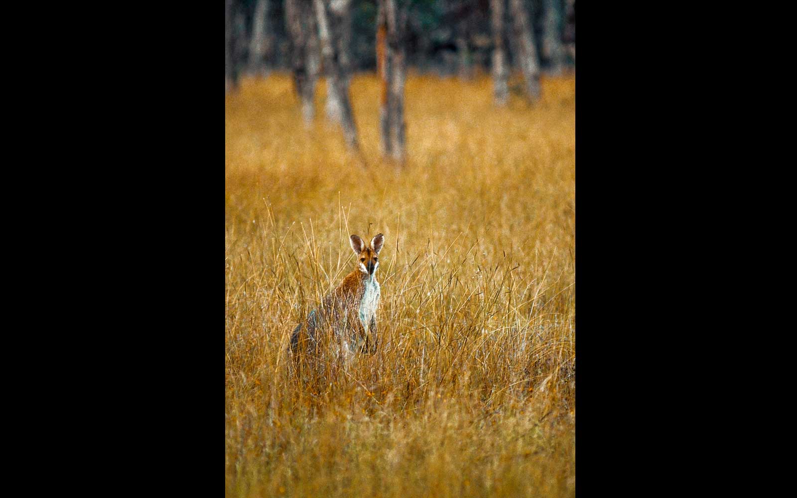 Red-necked Wallaby (Macropus rufogriseus). Mount Moffatt National Park