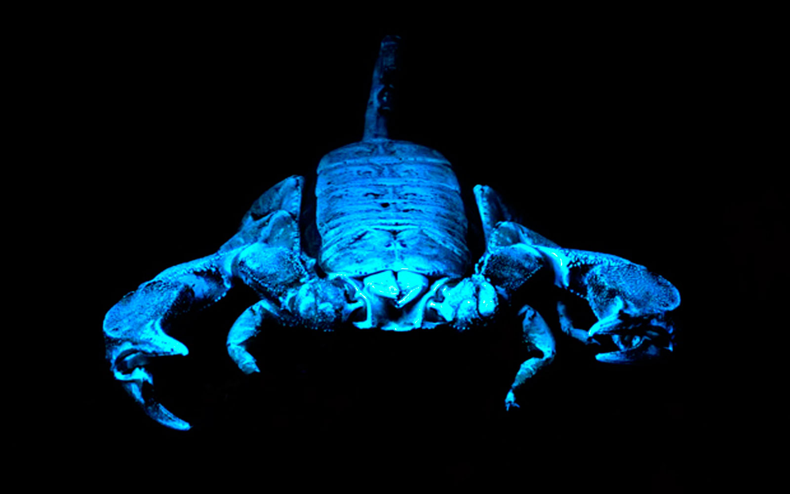 Rock scorpion under ultraviolet light.